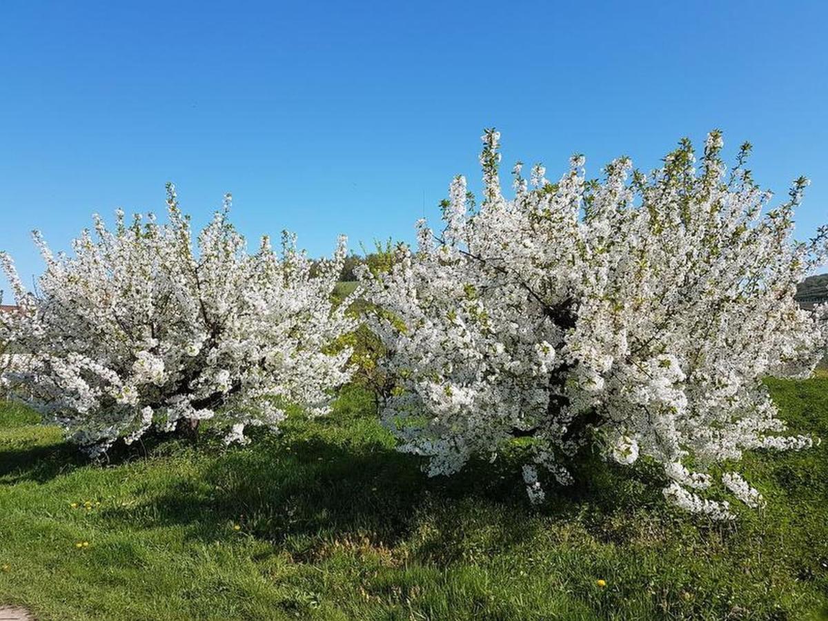 Feriendomizil Bergamini Διαμέρισμα Bischoffingen Εξωτερικό φωτογραφία
